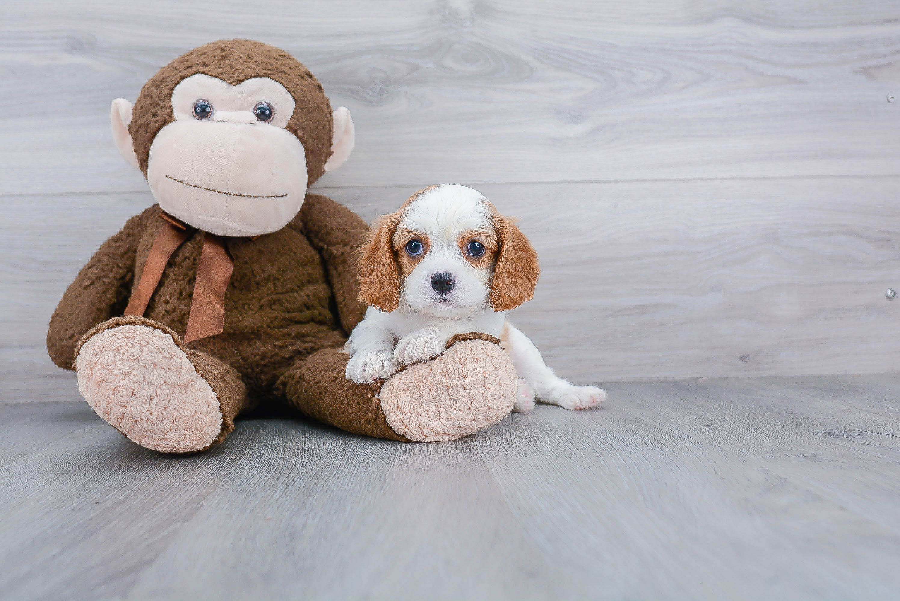 Playful Cavalier King Charles Spaniel Baby