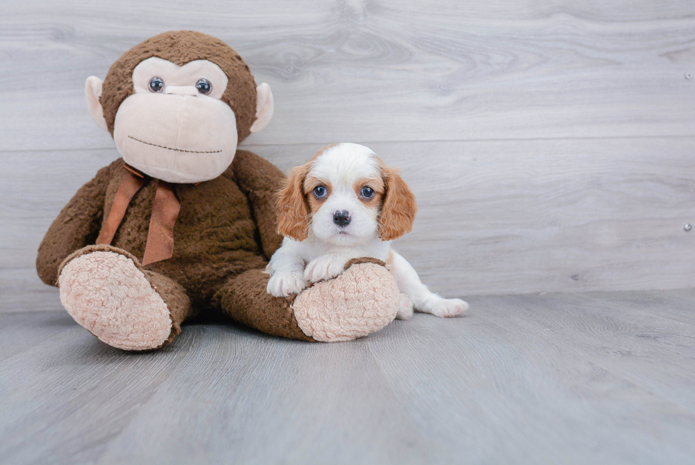 Playful Cavalier King Charles Spaniel Baby