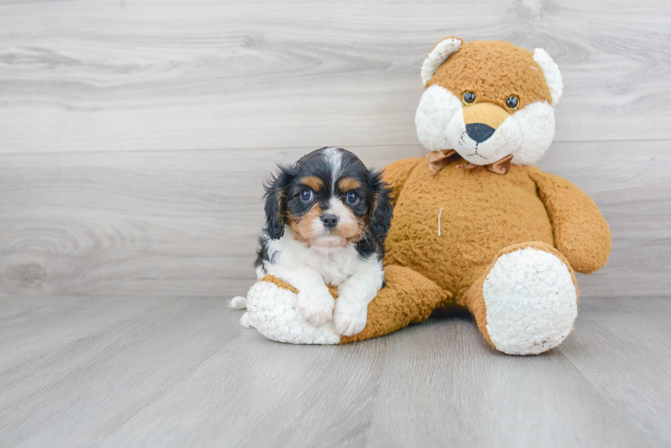 Cavalier King Charles Spaniel Pup Being Cute