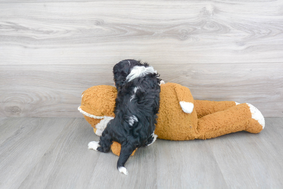 Popular Cavalier King Charles Spaniel Purebred Pup