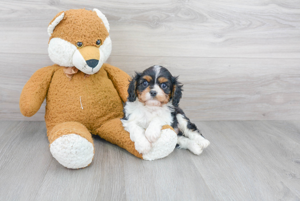 Cavalier King Charles Spaniel Pup Being Cute