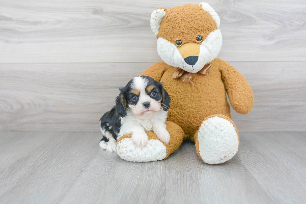 Best Cavalier King Charles Spaniel Baby