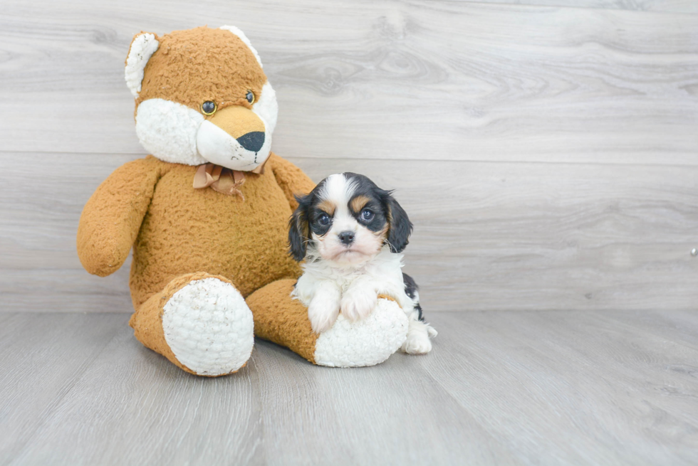 Small Cavalier King Charles Spaniel Purebred Pup