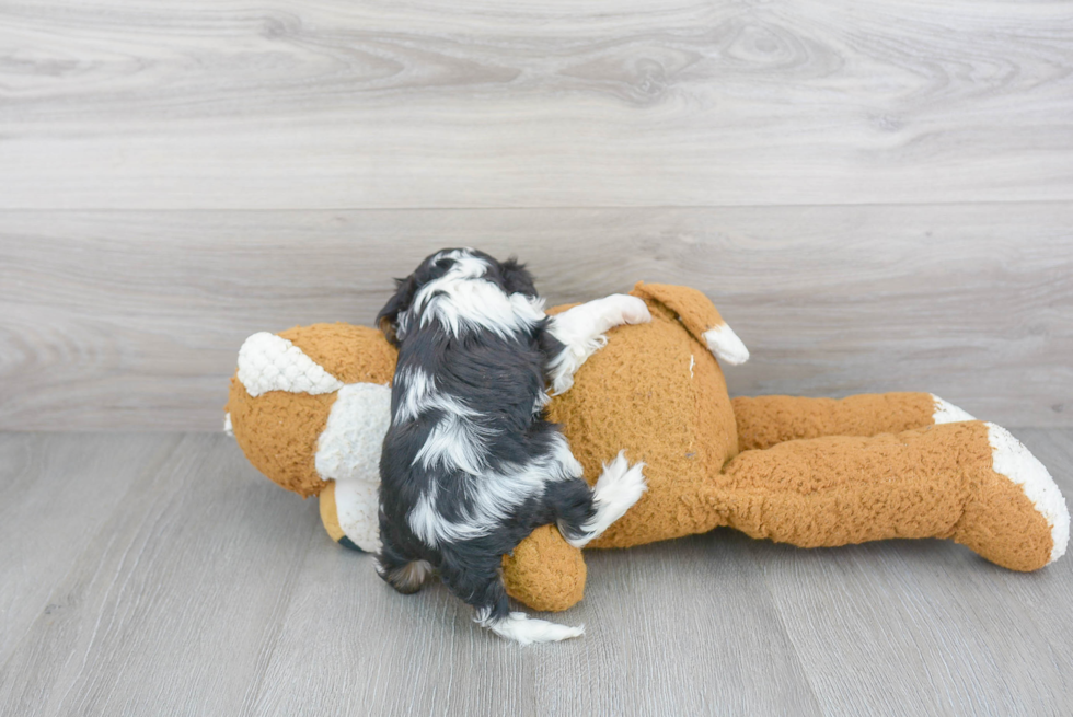 Funny Cavalier King Charles Spaniel Baby