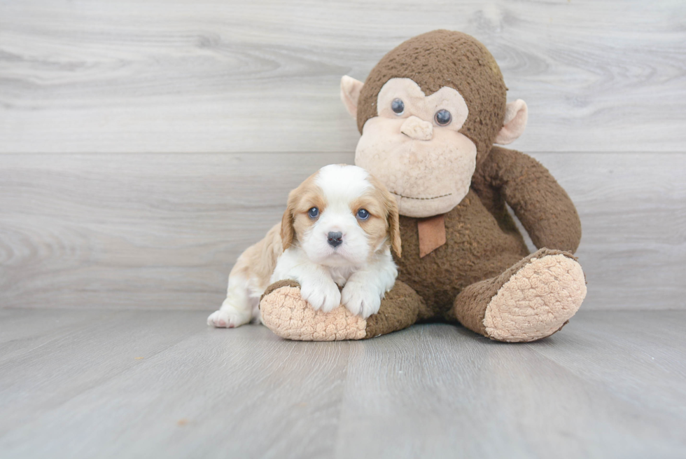 Cavalier King Charles Spaniel Pup Being Cute