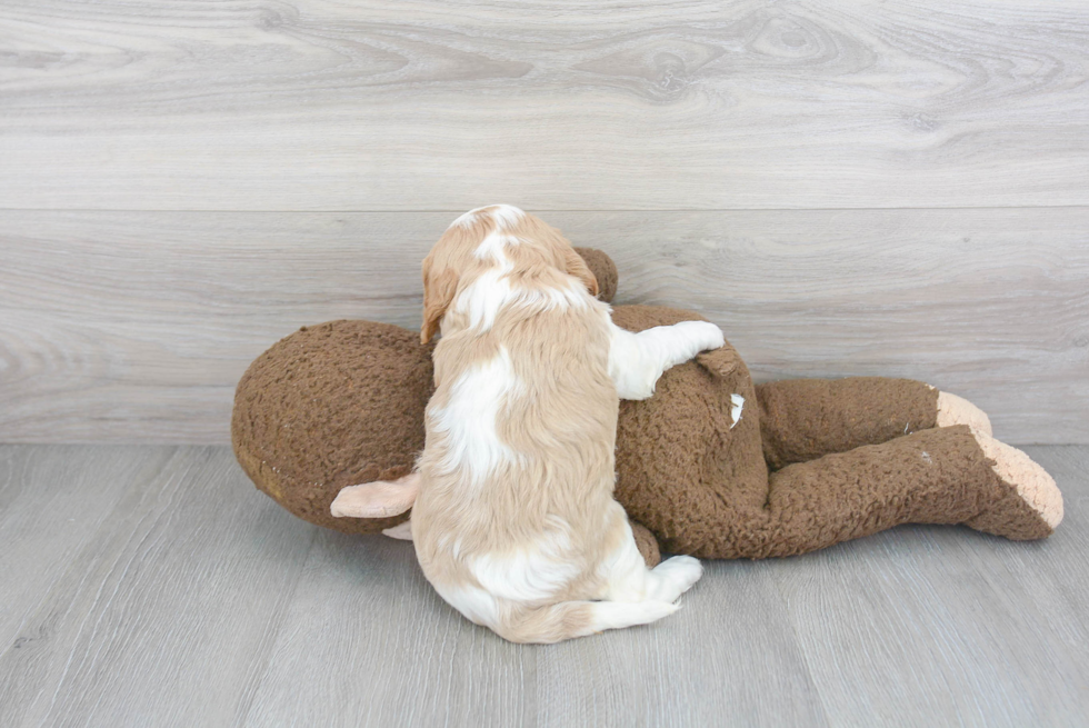 Energetic Cavalier King Charles Spaniel Purebred Puppy