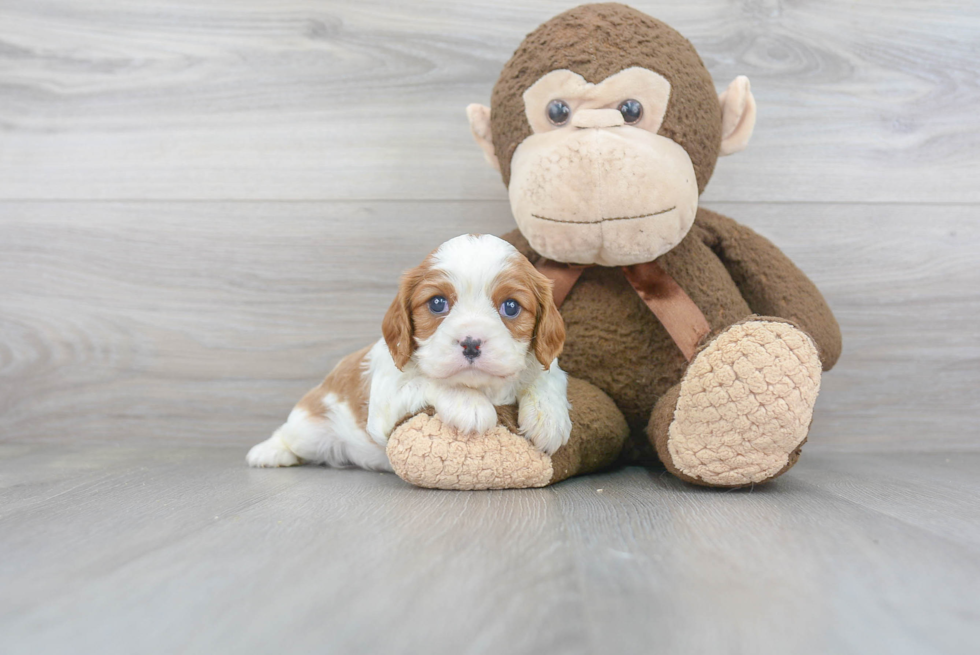 Little Cavalier King Charles Spaniel Purebred Pup