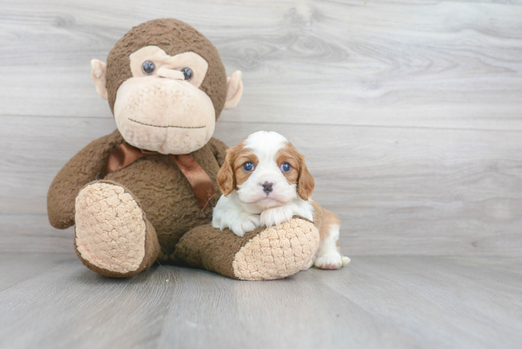 Popular Cavalier King Charles Spaniel Purebred Pup