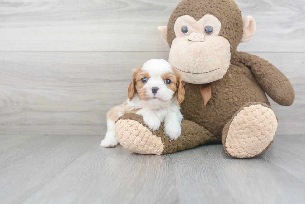 Cavalier King Charles Spaniel Puppy for Adoption