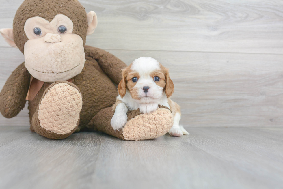 Best Cavalier King Charles Spaniel Baby