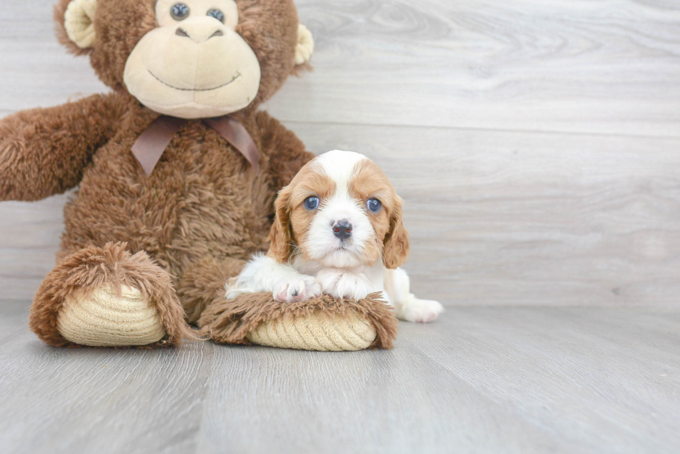 Cavalier King Charles Spaniel Puppy for Adoption