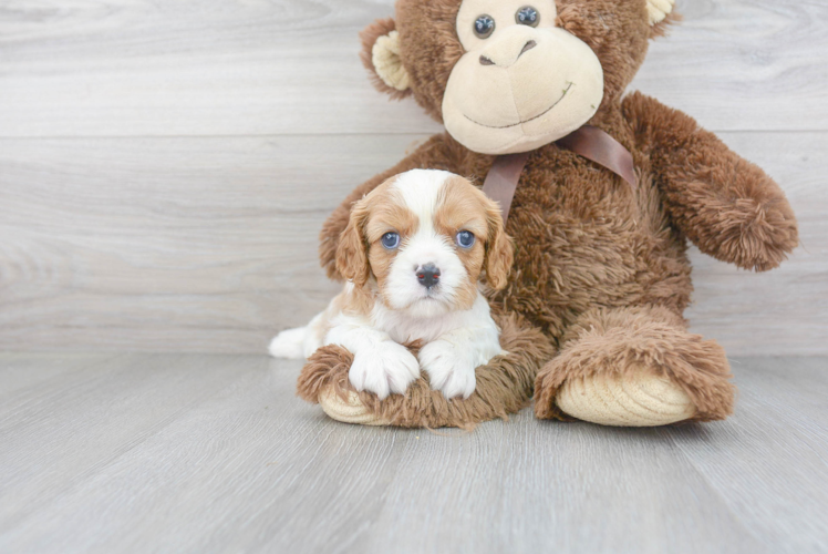 Best Cavalier King Charles Spaniel Baby