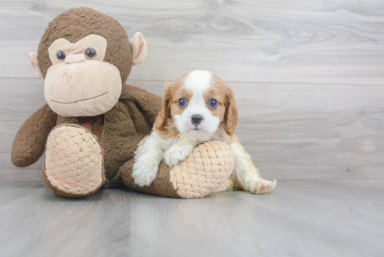 Funny Cavalier King Charles Spaniel Purebred Pup