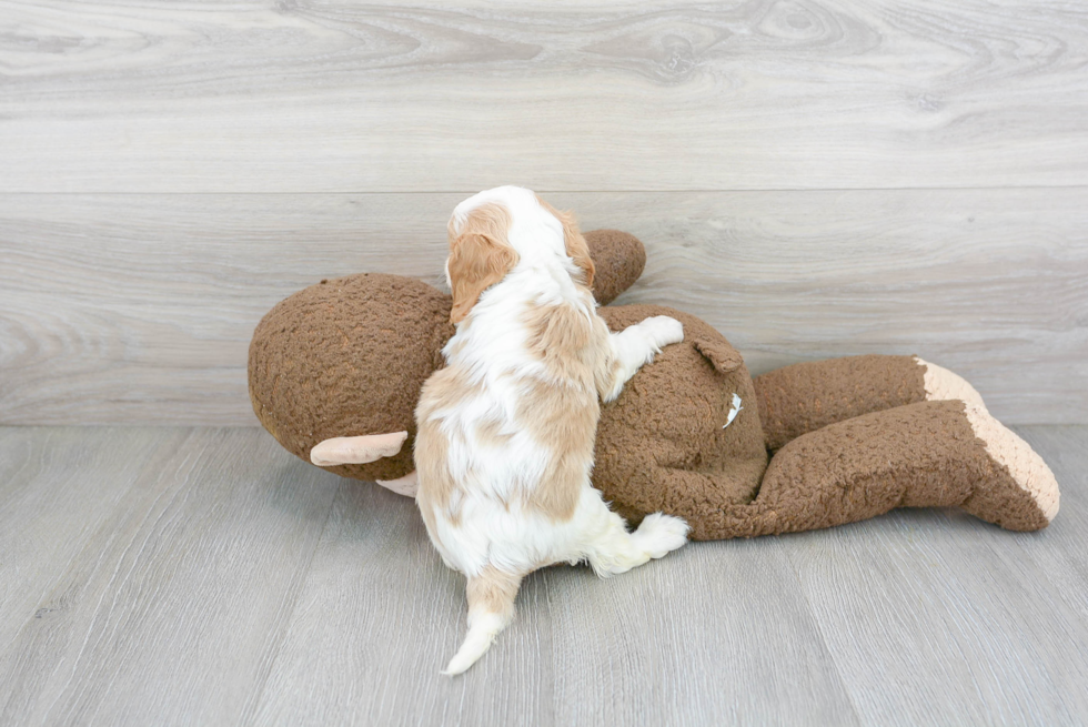 Funny Cavalier King Charles Spaniel Baby