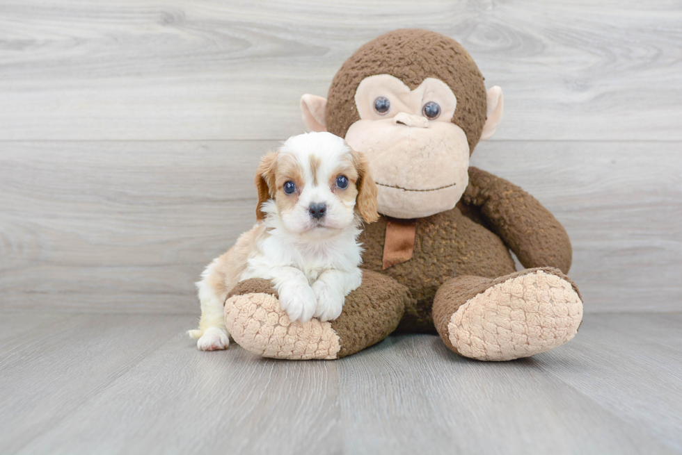 Cavalier King Charles Spaniel Pup Being Cute