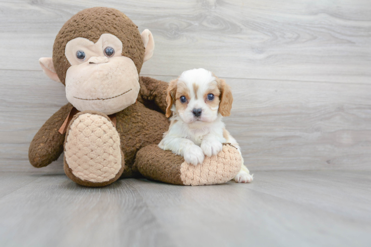 Best Cavalier King Charles Spaniel Baby