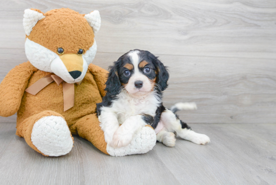 Petite Cavalier King Charles Spaniel Purebred Puppy