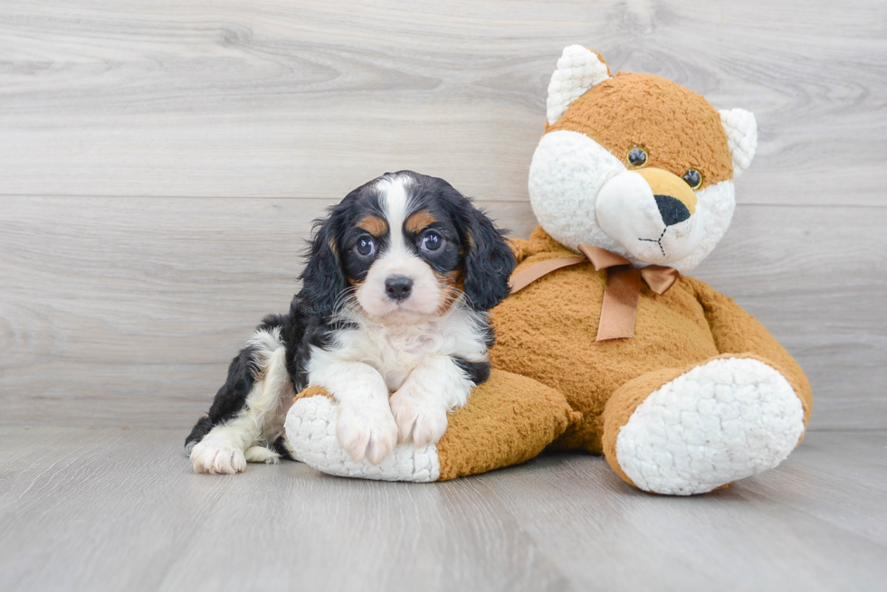 Cavalier King Charles Spaniel Pup Being Cute