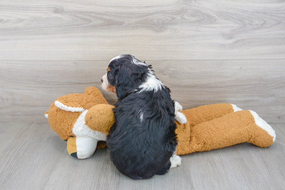 Cavalier King Charles Spaniel Puppy for Adoption