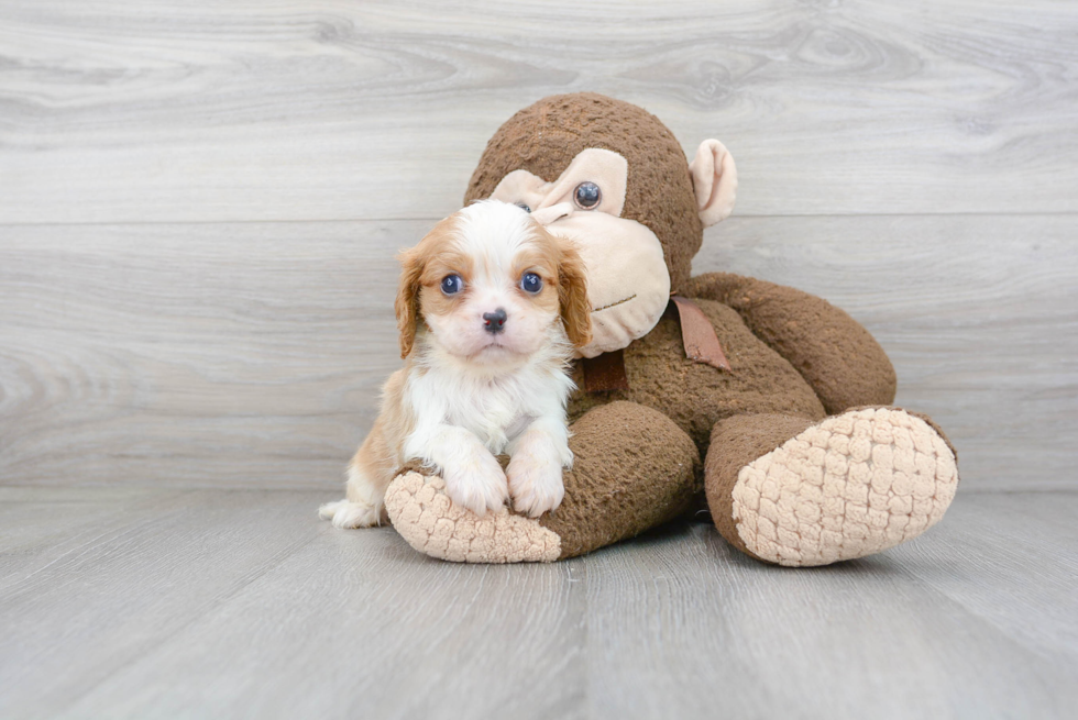 Cavalier King Charles Spaniel Pup Being Cute