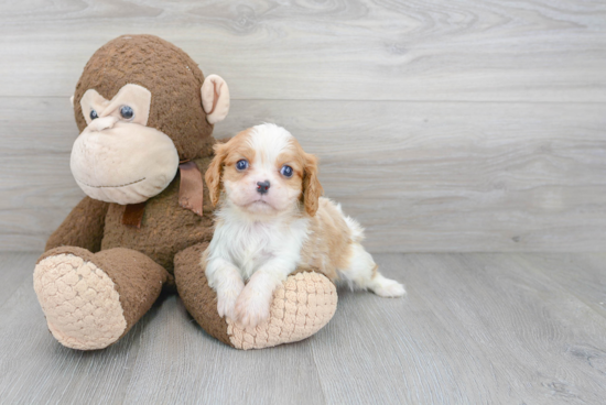 Small Cavalier King Charles Spaniel Purebred Pup