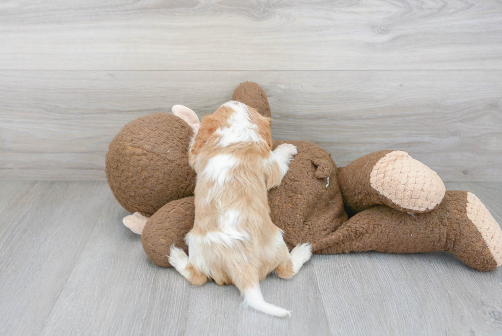 Happy Cavalier King Charles Spaniel Purebred Puppy