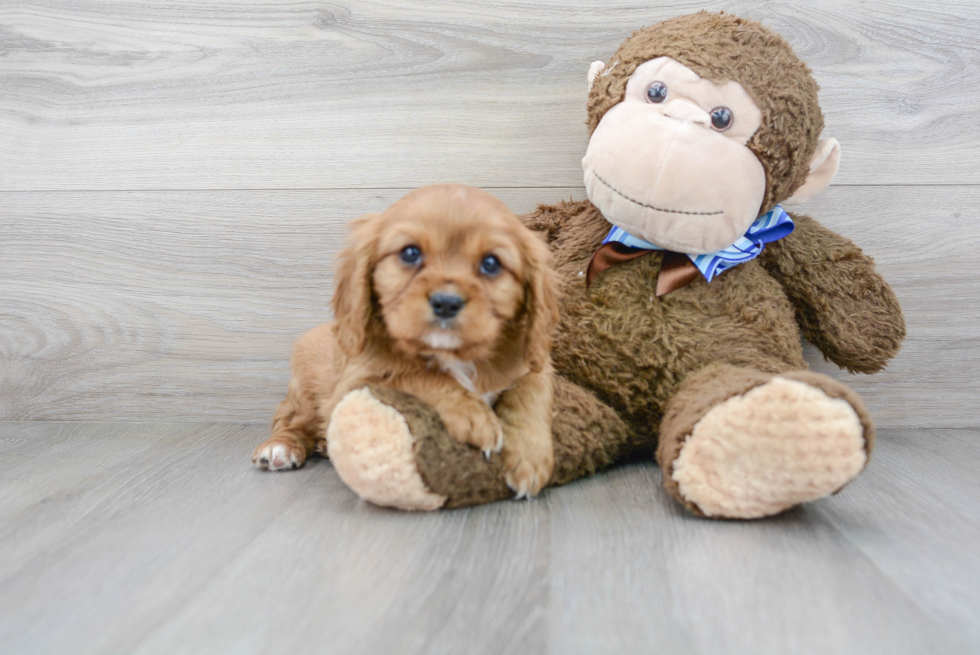 Little Cavalier King Charles Spaniel Baby