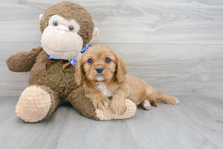 Popular Cavalier King Charles Spaniel Purebred Pup