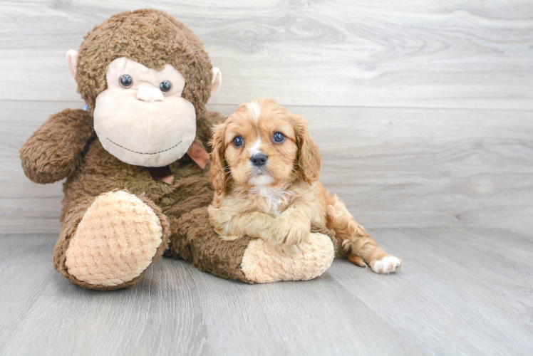 Cavalier King Charles Spaniel Pup Being Cute