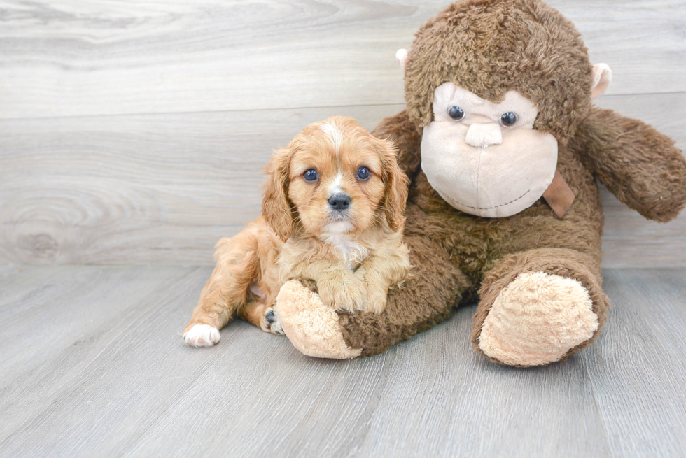 Hypoallergenic Cavalier King Charles Spaniel Baby