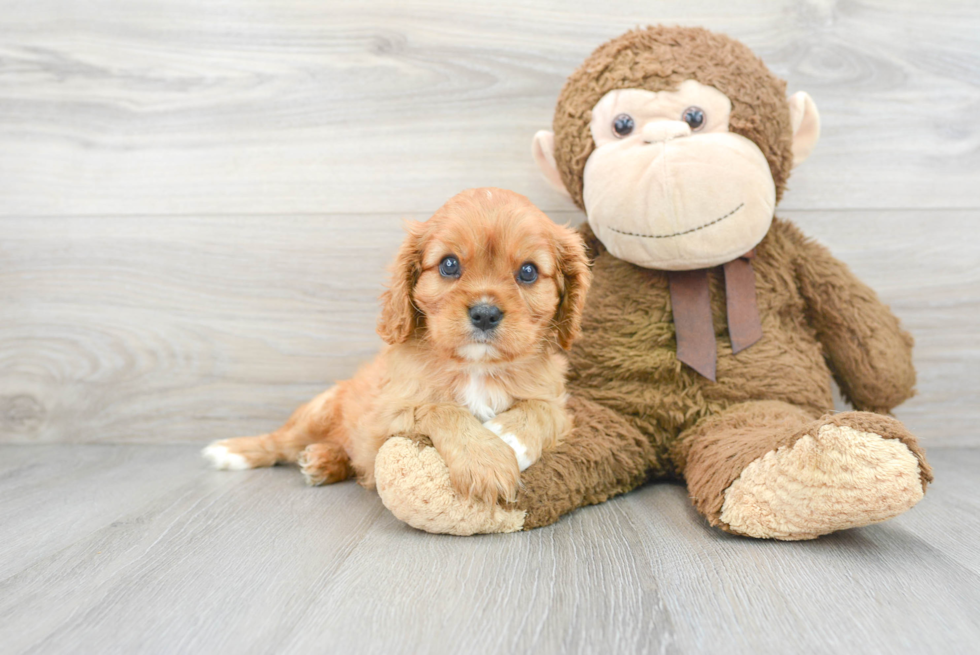 Little Cavalier King Charles Spaniel Baby