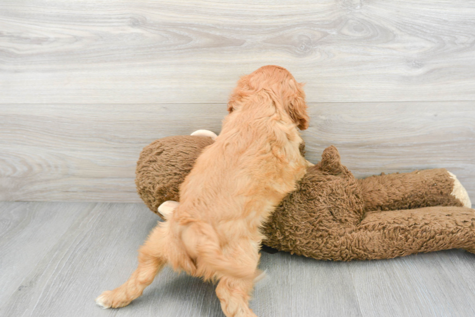 Friendly Cavalier King Charles Spaniel Purebred Pup