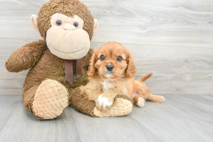 Popular Cavalier King Charles Spaniel Baby