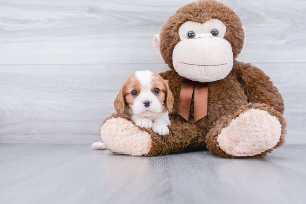 Fluffy Cavalier King Charles Spaniel Purebred Puppy