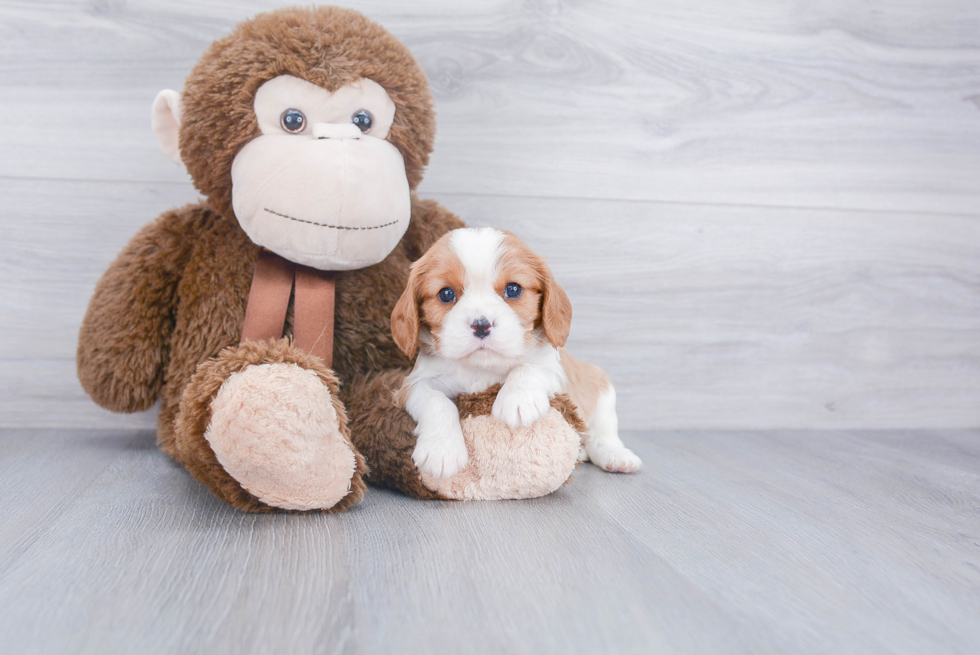 Cavalier King Charles Spaniel Puppy for Adoption