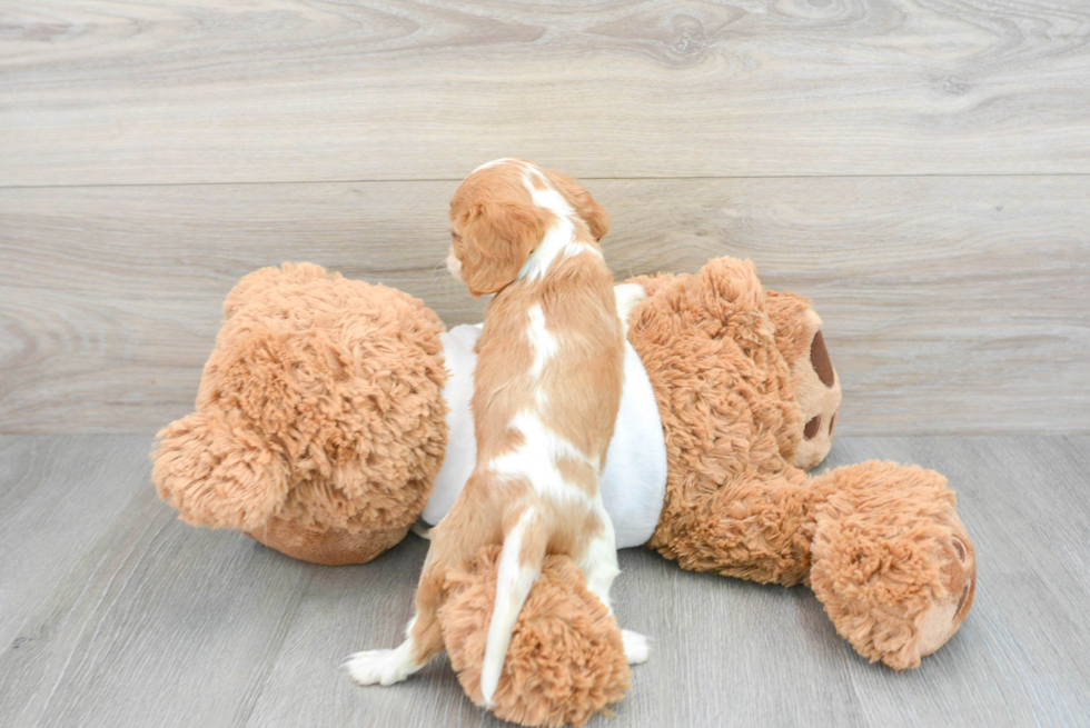 Small Cavalier King Charles Spaniel Purebred Pup