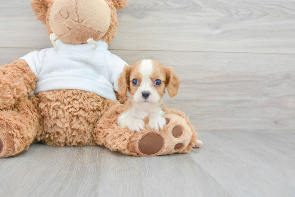 Happy Cavalier King Charles Spaniel Purebred Puppy