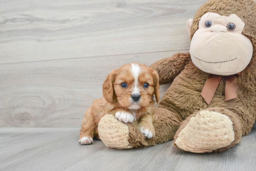 Best Cavalier King Charles Spaniel Baby