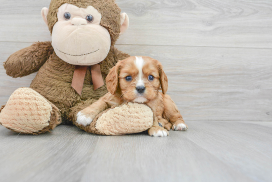 Cavalier King Charles Spaniel Pup Being Cute