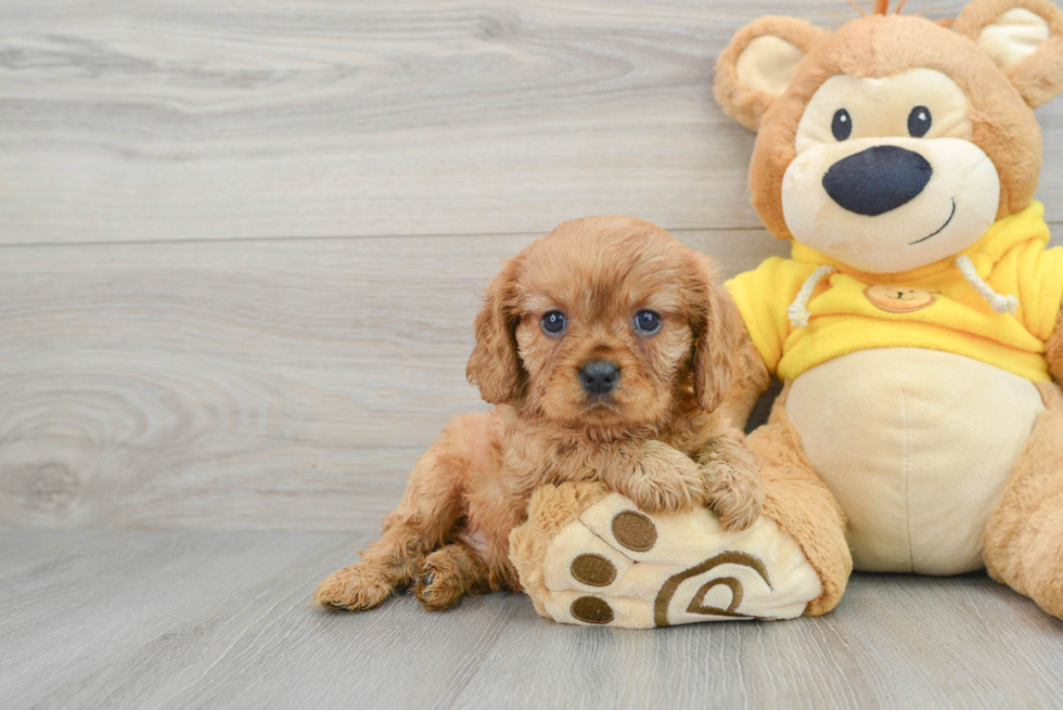Funny Cavalier King Charles Spaniel Purebred Pup