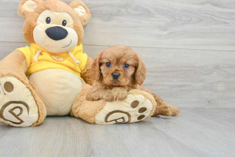 Cavalier King Charles Spaniel Pup Being Cute