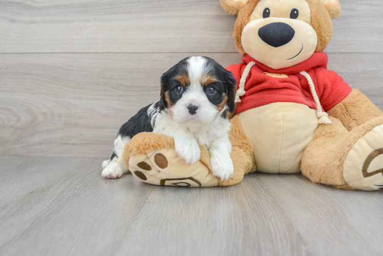 Petite Cavalier King Charles Spaniel Purebred Puppy