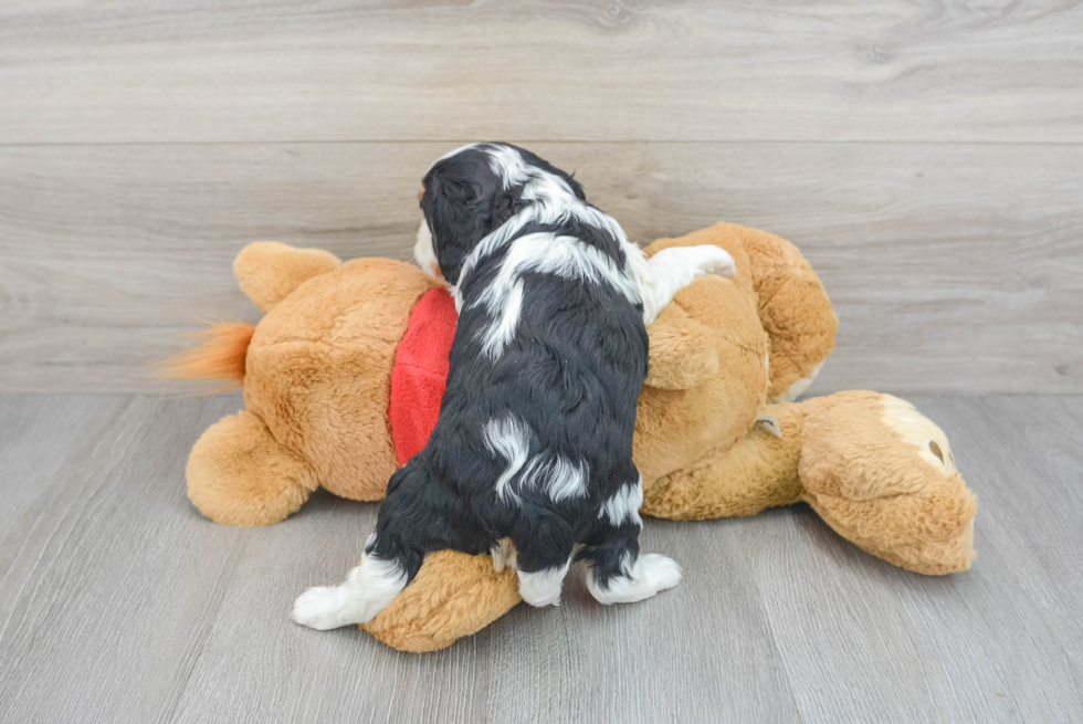 Fluffy Cavalier King Charles Spaniel Purebred Puppy