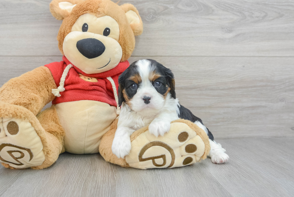 Friendly Cavalier King Charles Spaniel Baby