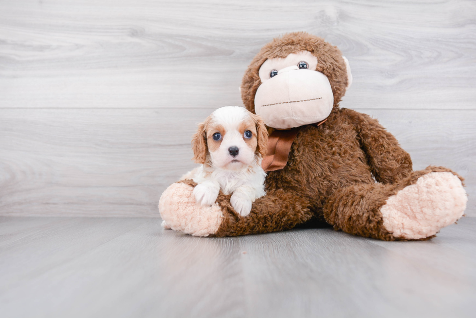 Best Cavalier King Charles Spaniel Baby