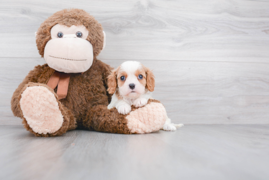 Best Cavalier King Charles Spaniel Baby