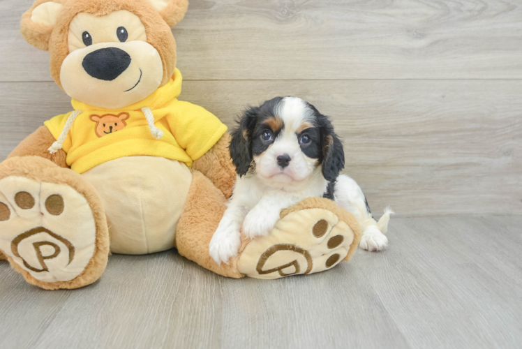 Little Cavalier King Charles Spaniel Baby