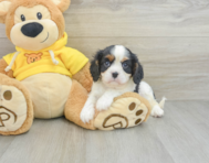 7 week old Cavalier King Charles Spaniel Puppy For Sale - Premier Pups