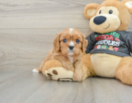 5 week old Cavalier King Charles Spaniel Puppy For Sale - Premier Pups