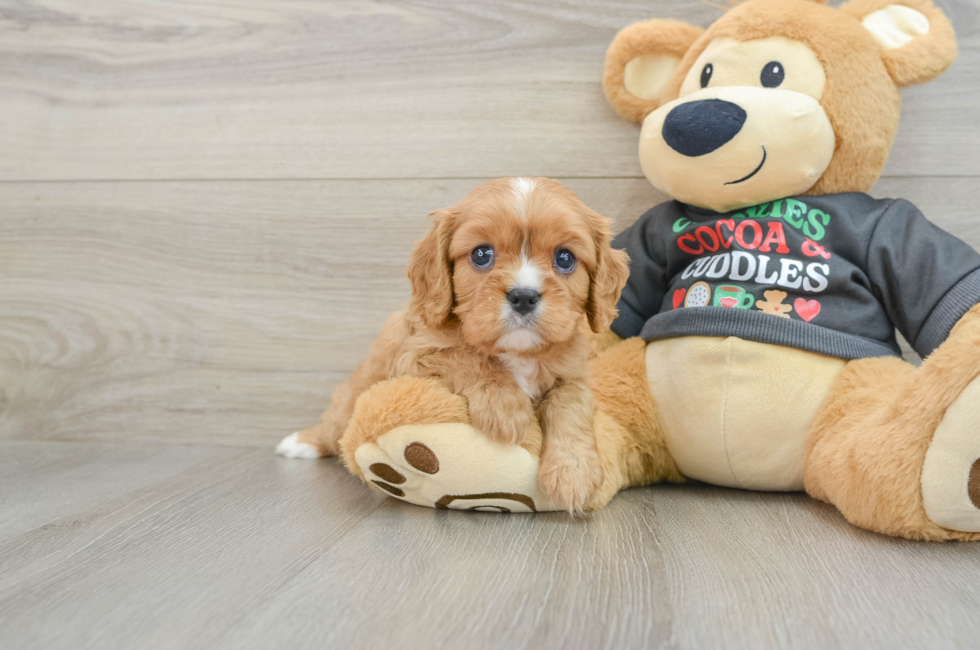 6 week old Cavalier King Charles Spaniel Puppy For Sale - Premier Pups